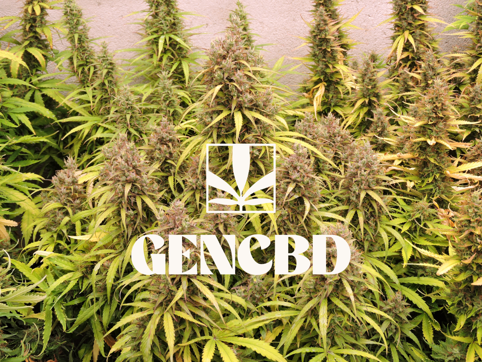 CBD GENCBD photoshoot indoor