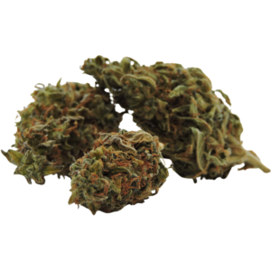 Jupiter candy greenhouse bud