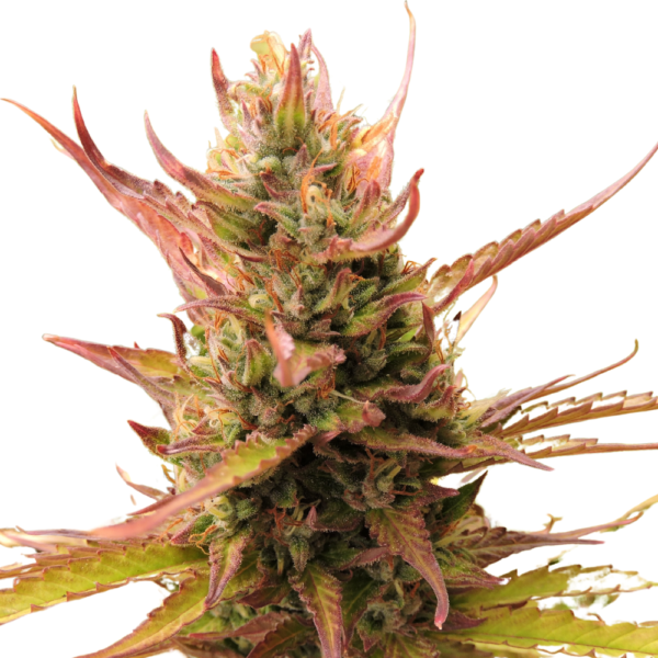 Fruity Power Focus Plant